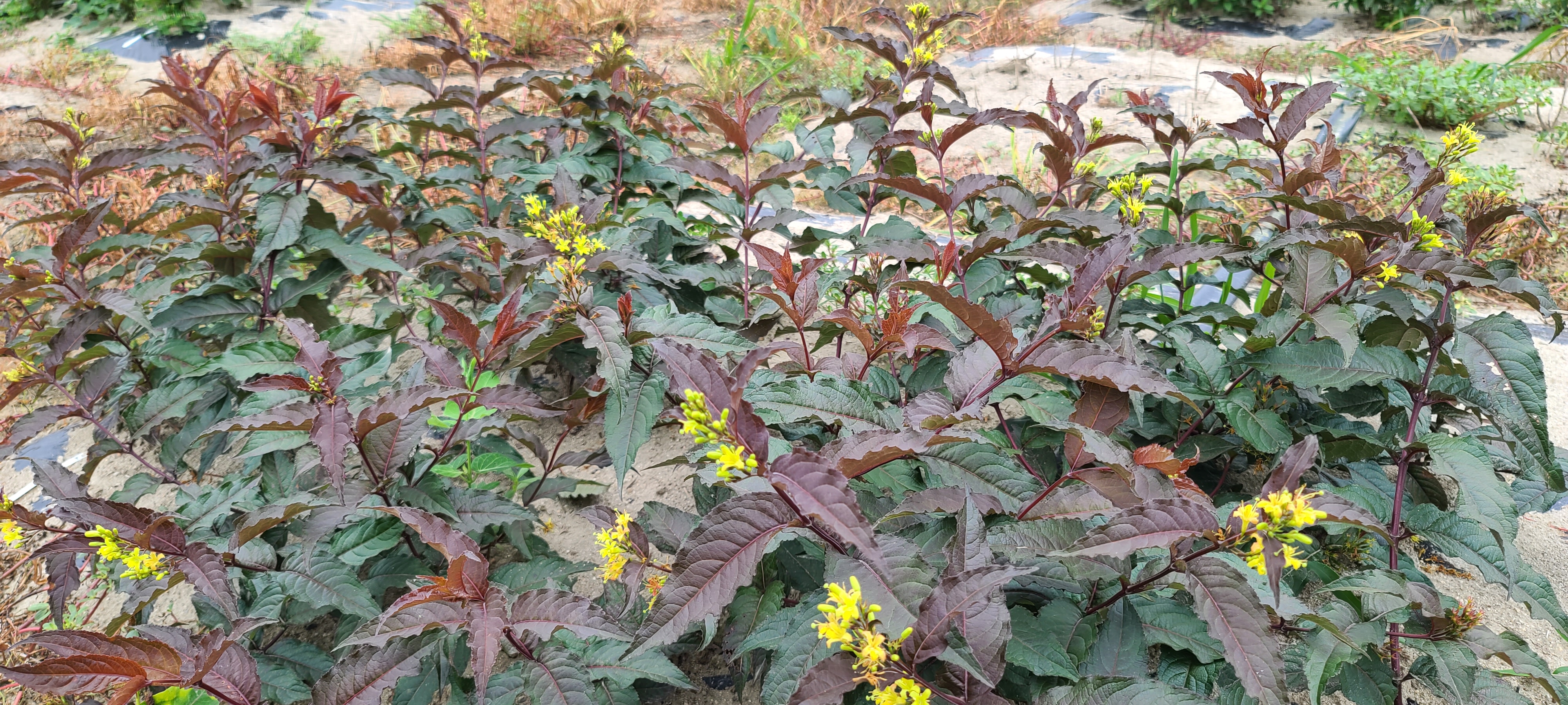 Diervilla splendens 'Diva'